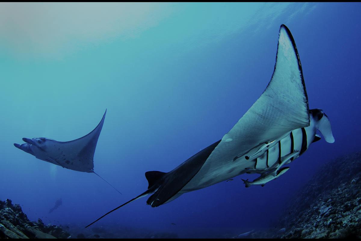 二科会写真部東京支部