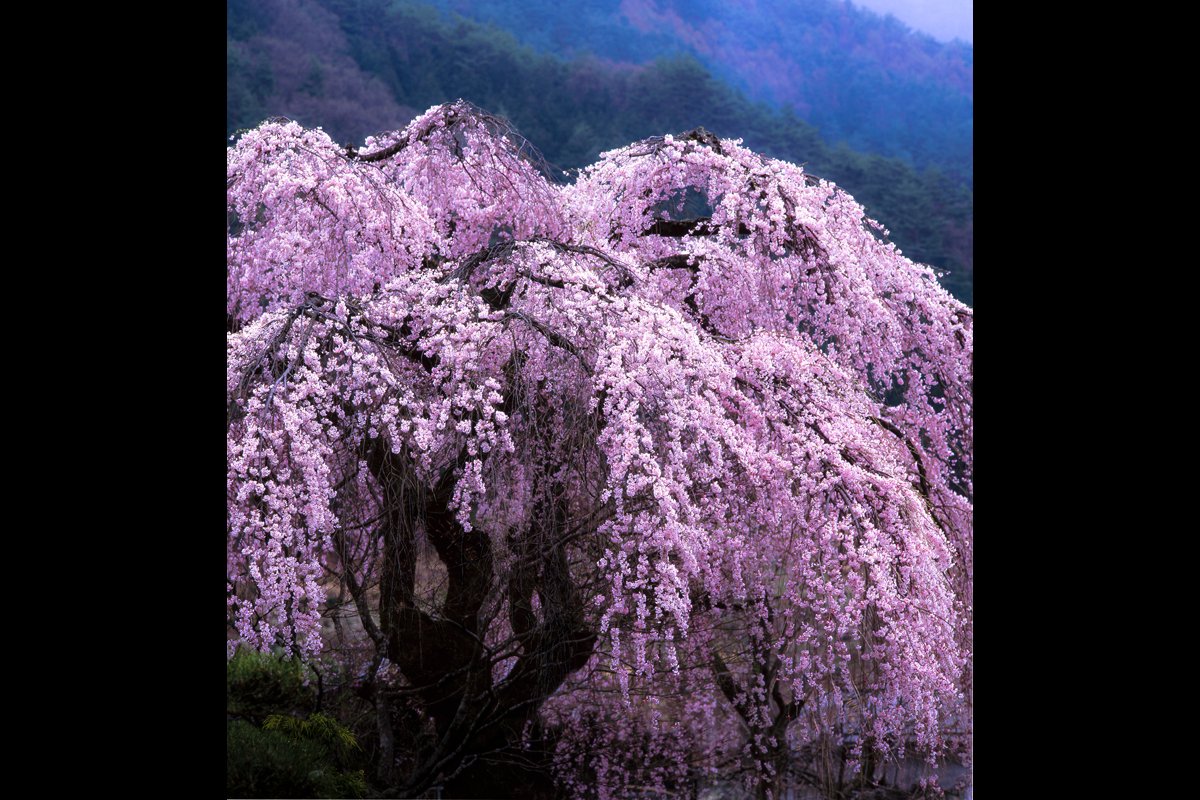 二科会写真部東京支部